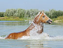 Pferdefoto Haflinger im Wasser
